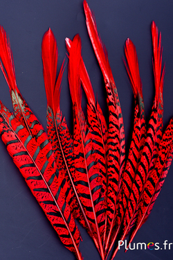 Faisan Lady Armherst - 24-27 cm - rouge-noir 